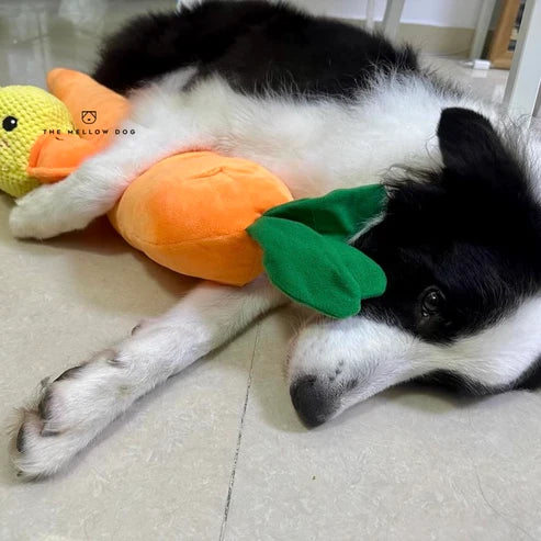 Calming Carrot PawsMagics